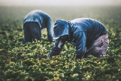 Las visas H-2A son para trabajadores agrícolas temporales (imagen ilustrativa)