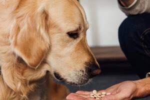 Las vitaminas que pueden ayudar a la buena alimentación de las mascotas