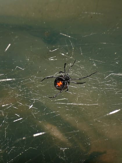 Las viudas negras tienen una mancha roja que parece un reloj de arena