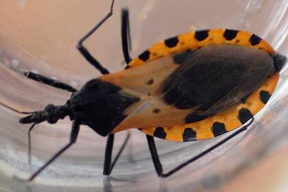 Las viviendas infestadas bajaron del 31% a menos del 1%