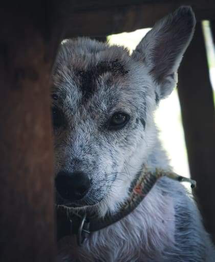 Las vocalizaciones como los gritos, aullido o gemidos excesivos también pueden ser indicativas de dolor en los perros