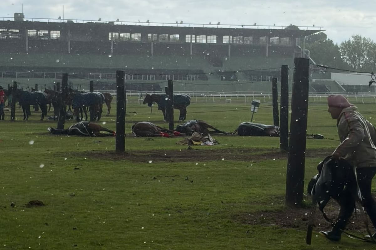 Las yeguas que murieron en el Hipódromo de San Isidro