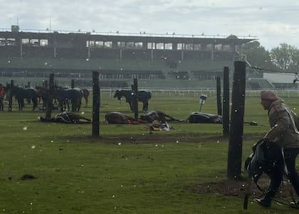 Las yeguas que murieron en el Hipódromo de San Isidro