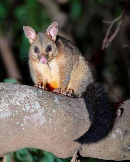 Las zarigüeyas contribuyen a eliminar a las pitones birmanas en Florida