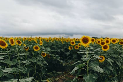 Las zonas cercanas a campos de cultivos de flores son las peores para personas que tienen alergias estacionales