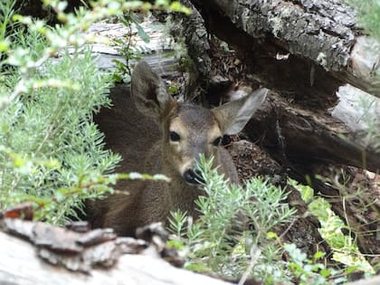 Las zonas que habitaban los huemules, hasta la llegada de los europeos, se extendían desde la cordillera de los Andes hasta la costa, como Península Valdés y el Estrecho de Magallanes