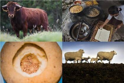 Lastimosamente algunos de los animales están en vía de extinción