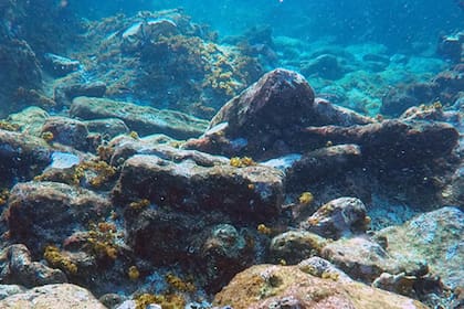 Laura Carrillo Márquez, investigadora de la SAS