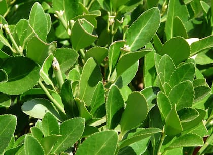 Laurel