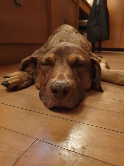 Lavalle, en una imagen de sus últimos días en su casa de Colaba.