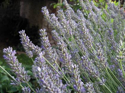 Lavanda