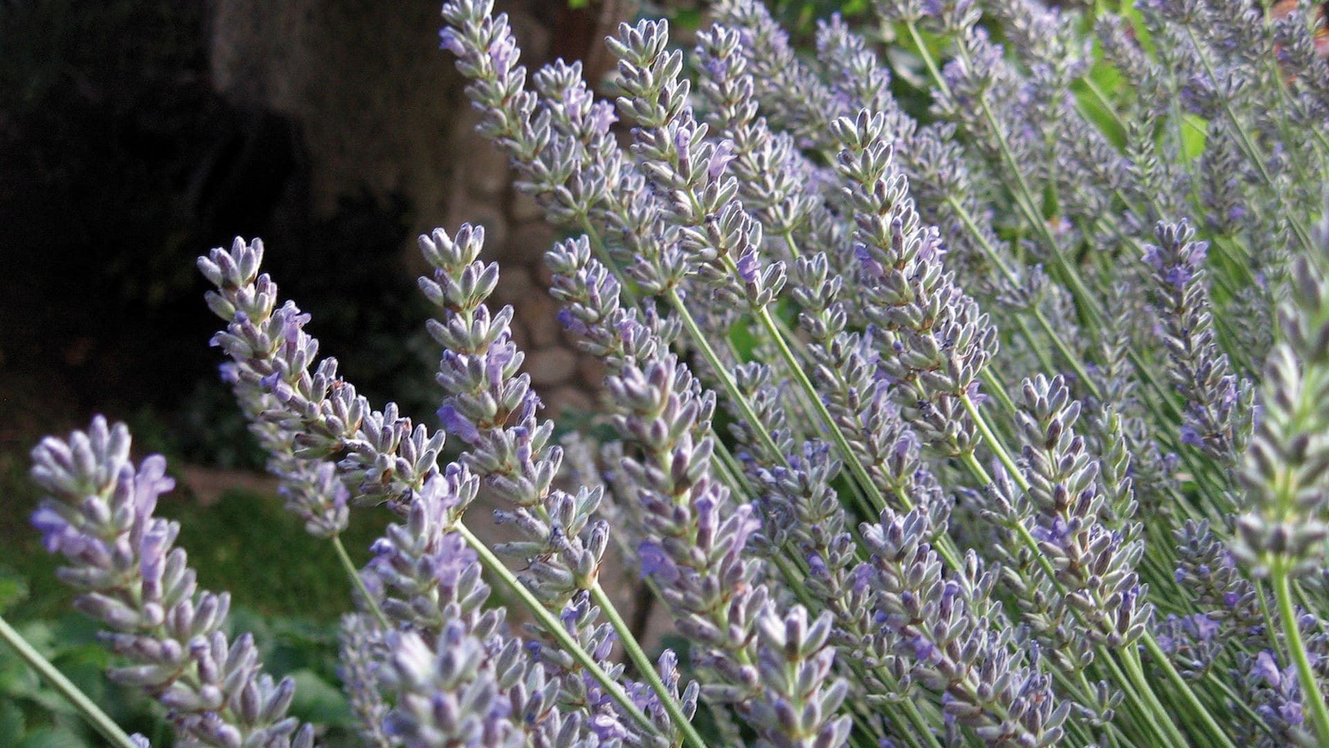 La lavanda tiene uno de los perfumes más exquisitos del universo de las aromáticas.