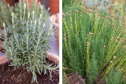 Lavanda y santolina, dos especies acostumbradas a suelos aireados, drenantes y a períodos de relativa sequedad que sufren el exceso hídrico