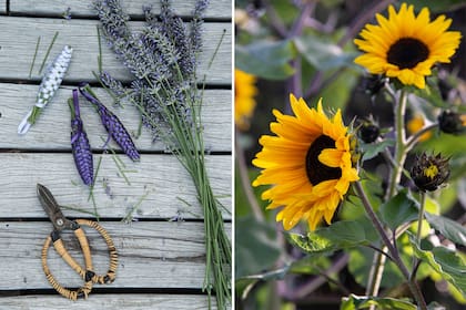 Lavandas y girasoles, aromatizan y atraen insectos benéficos para las huertas.