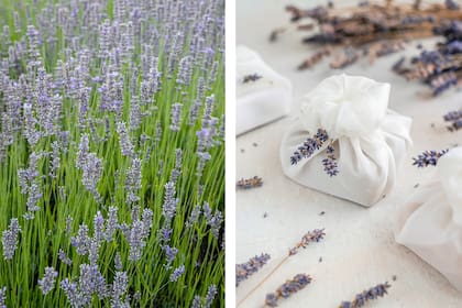 Lavandula angustifolia y L. officinalis son arbustos perennes que alcanzan de 30 a 80 cm de altura. Las flores son lilas, muy aromáticas y se agrupan en espigas