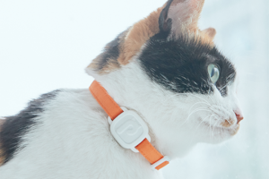 Así es LavvieTAG, el collar para gatos que mide cuánto tiempo se lamen o usan las piedritas