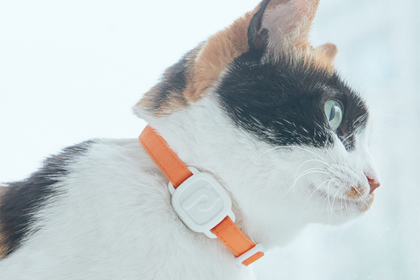 LavvieTag es un monitor de actividad física para gatos, que permite tener un detalle de sus movimientos durante el día
