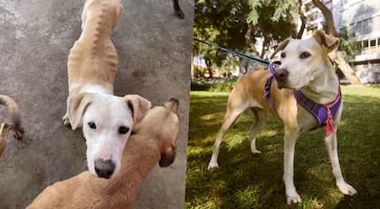 Layca era una típica víctima del olvido: la encontraron muy delgada, infestada de pulgas y garrapatas (Fotos: Revista Somos/ Voz Animal)