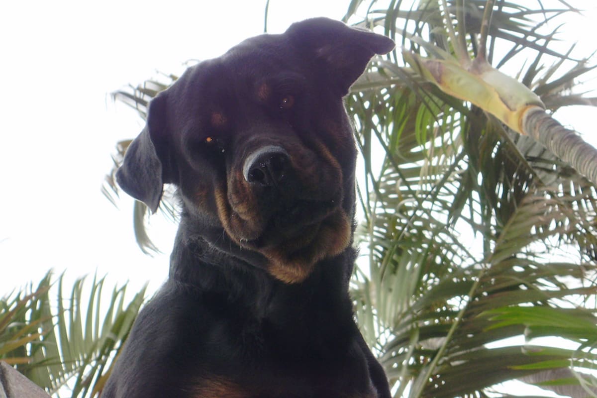 Lee