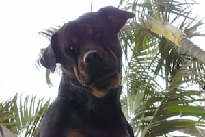 Lee