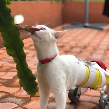 Le diseñaron un dispositivo especial para mejorar su calidad de vida (Foto: Instagram @angel_ungatofeliz)