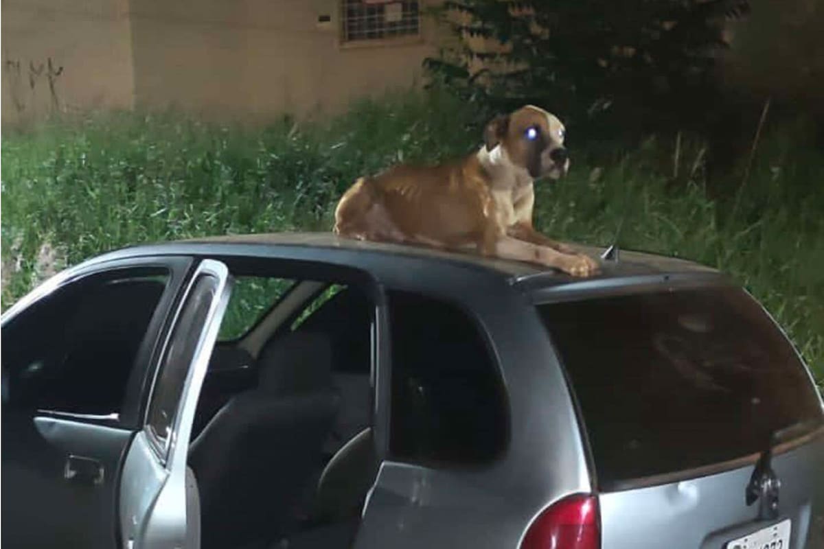 Le robaron el auto y lo encontró días más tarde con una sorpresa que no imaginaba.