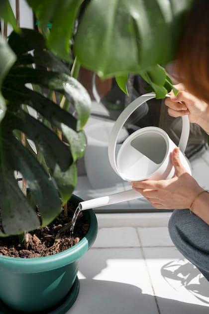Leche en el riego, ¿sí o no? Qué dice la ciencia botánica sobre los remedios caseros de TikTok