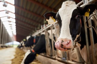 Producción láctea: generar las condiciones adecuadas para el manejo de efluentes