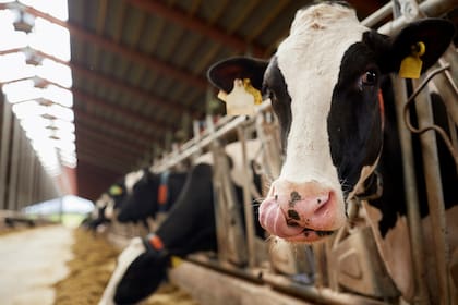 El precio pagado por la leche al tambero subió 125% en el último año