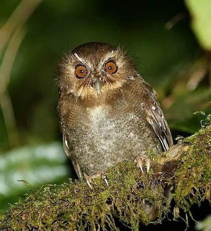 Lechucita bigotona (Xenoglaux loweryi), un ave endémica del norte de Perú que vive en un área pequeña. (La foto es en la reserva Fundo Alto Nieva, que creó para conservar esta ave Carlos Calle)