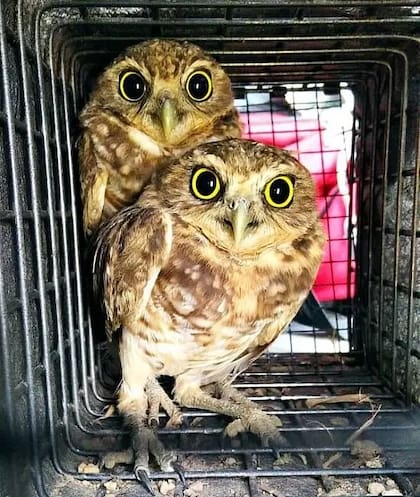 Lechucitas vizcacheras o lechucitas de campo (Athene cunicularia) atrapadas brevemente para ser estudiadas en Maringá, en el sur de Brasil. Estas aves anidan en madrigueras excavadas por otros animales