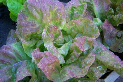 La lechuga está compuesta por un 95% de agua, destacándose como un alimento hidratante para el organismo