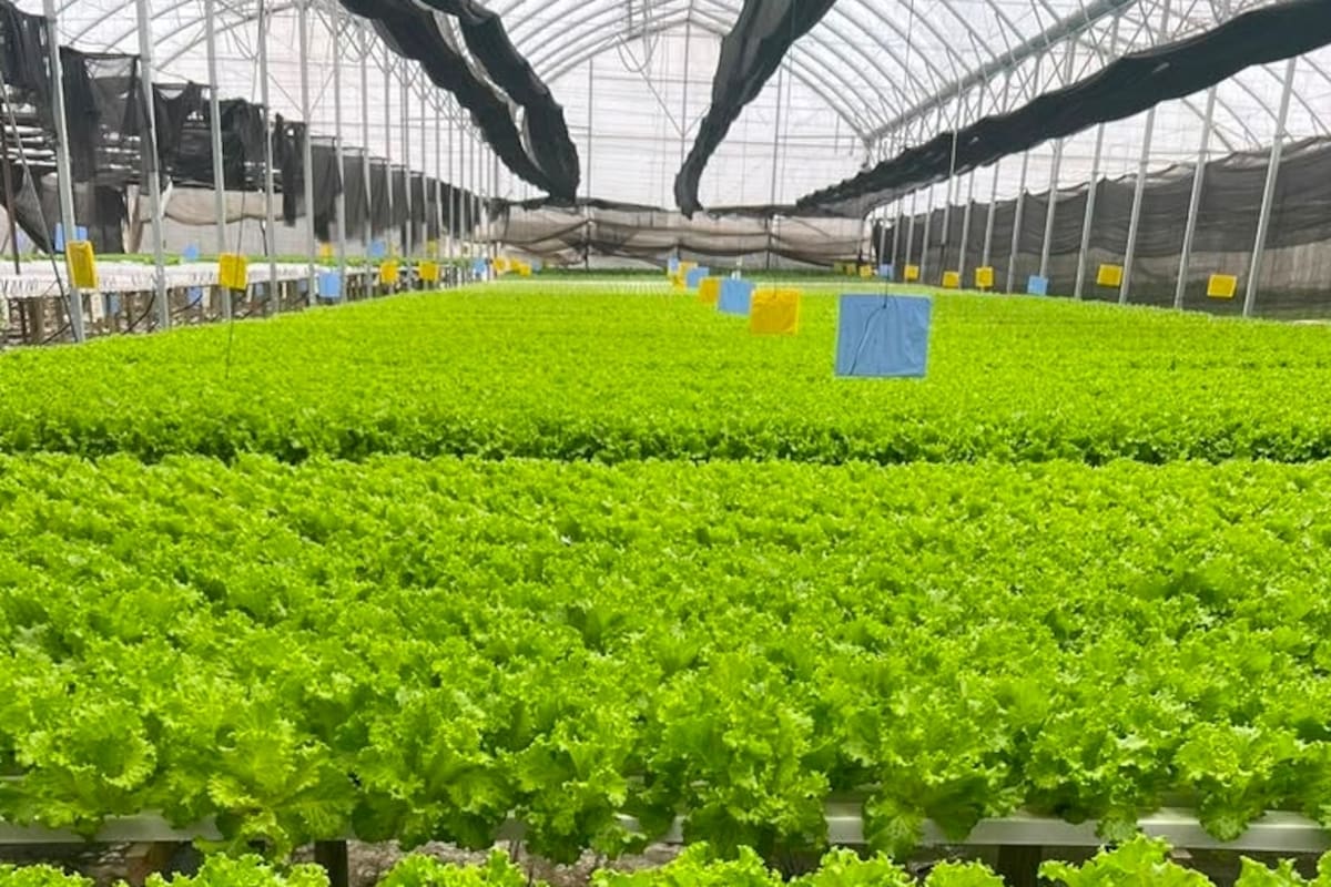 Lechugas, tomates y pimientos mendocinos se han convertido en las estrellas del nuevo sistema