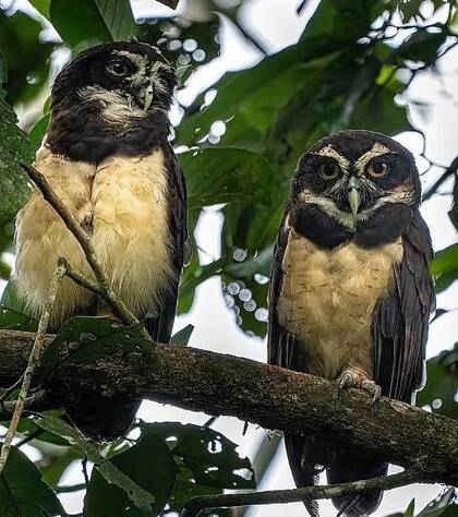 Lechuzones de anteojos (Pulsatrix perspicillata) en Colombia