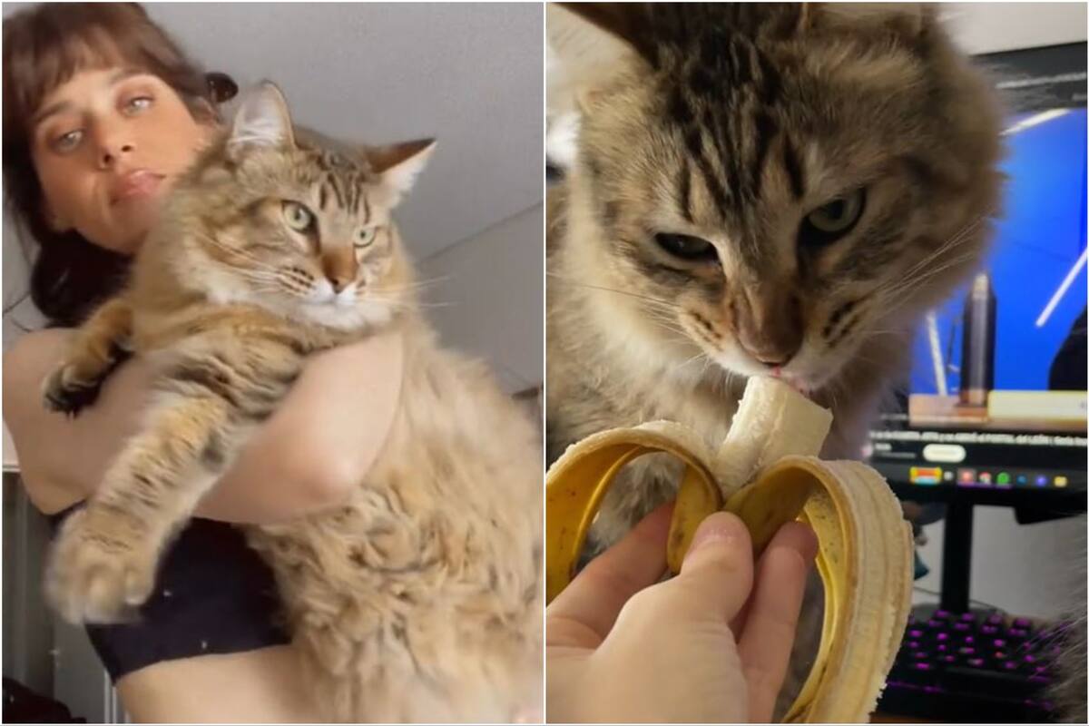 Legolas, el gato que se hizo furor en TikTok