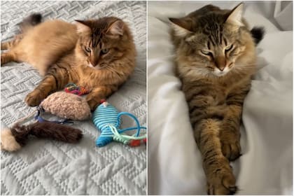Legolas, en todas sus dimensiones: jugando y durmiendo