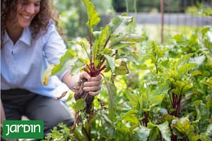 Por qué esta época del año ofrece algunos de los sabores más intensos y reconfortantes