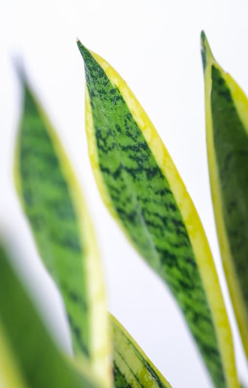 Lejos de ser perjudiciales, se descubrió que hay plantas que purifican el aire