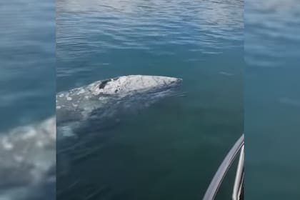 Lejos de su hábitat natural, el animal deambula por el Mediterráneo
