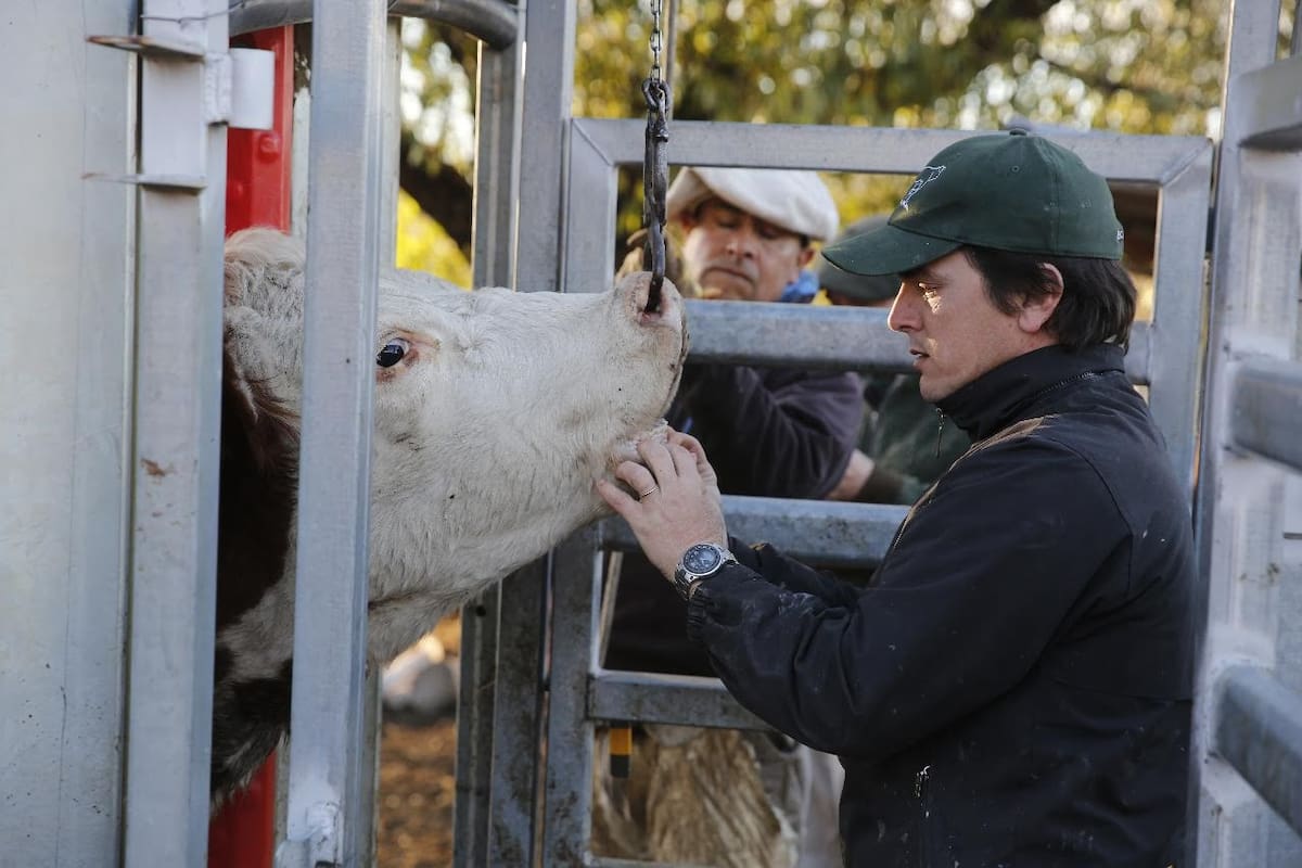 Leo Facio trabajó con su padre hasta hace un tiempo haciendo estos procedimientos dentales para los animales. Foto: Ricardo Pristupluk