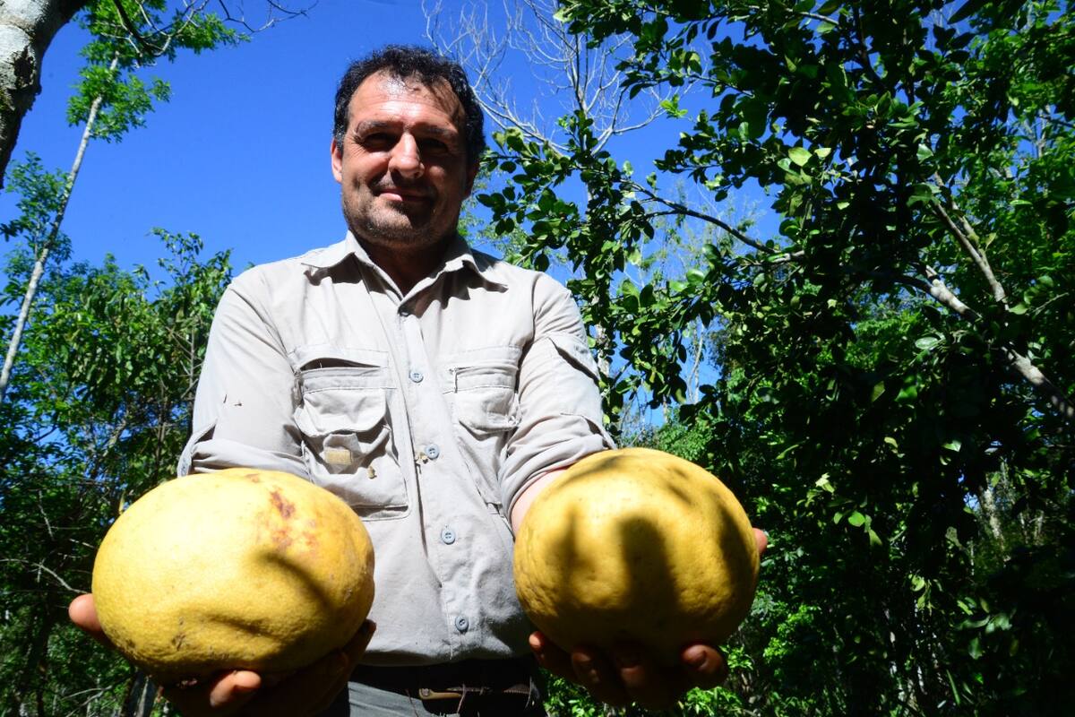 Leo Rangel en su chacra Yasi Yateré, en El Soberbio, Misiones, un gran reservorio de plantas y frutas
