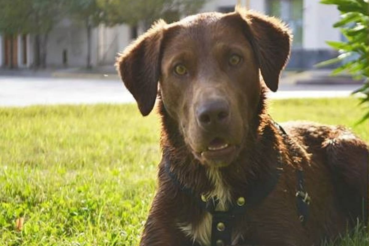 Leo Yañez sale todos los días a recorrer Chipolleti y silba para encontrarlo