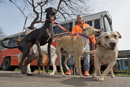 León lleva los perros a Agronomía donde pueden corre y descargar toda la energía