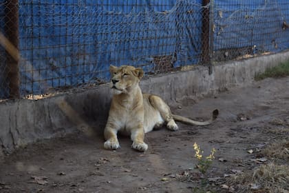 Leona adulta rescatada de su cautiverio en un campo de Maggiolo, en el sudoeste santafesino