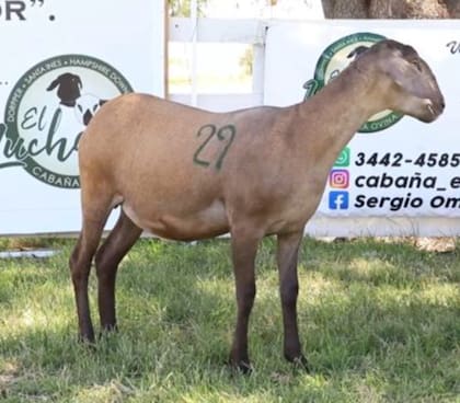 Leonarda es de la raza Santa Inés, cuyo origen es de Brasil y que surgió de la simbiosis entre la Bergamasca de Italia, la Morada Nova de Brasil y de Somalí, de Sudáfrica