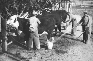 La estancia que fue pionera en la evolución de la ganadería y terminó expropiada por Perón