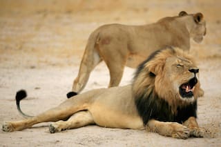 Liberan a dos leones mendocinos para que vivan en un santuario natural de EE.UU.