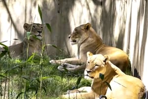 Leones y tigres del Zoológico de Washington contrajeron coronavirus