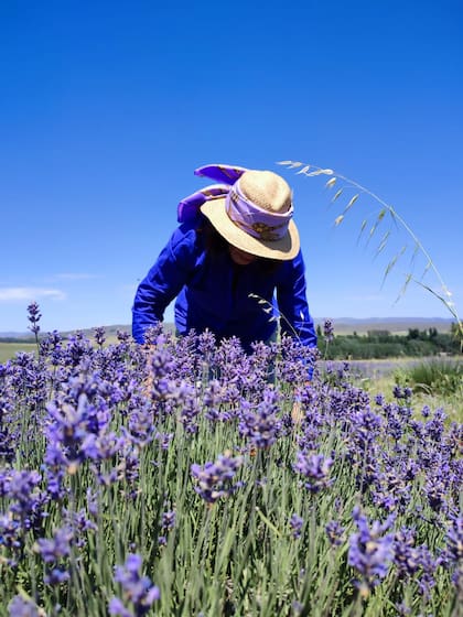 Léony Staudt asegura que siguen teniendo el cultivo más grande de la Argentina de Lavanda Angustifolia orgánica certificada