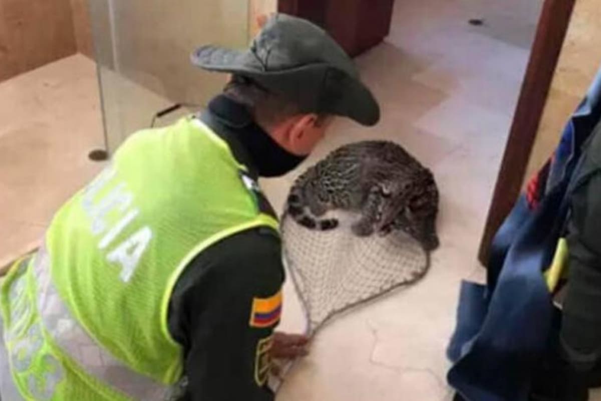 Leopardo tigre (leopardus tigrinus) apareció en casa de Ciudad Jardín en Cali